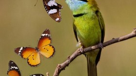 Butterfly Mimicry 