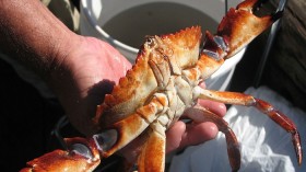 Red Rock Crab 