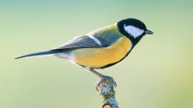 Great Tit