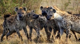 Spotted Hyenas