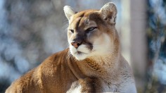 Cougar 