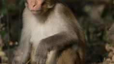 Young Macaque