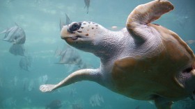 A loggerhead sea turtle 