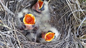 Baby Birds 