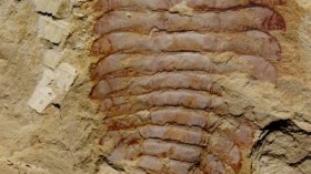 Arthropod Fossil 