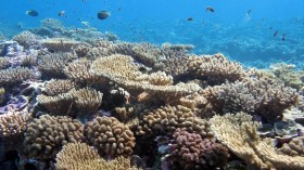 Kingman Reef in central Pacific Ocean 