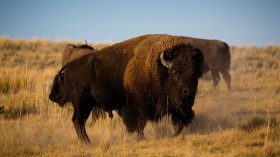 Bison 