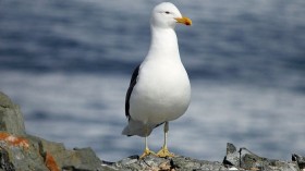 Kelp Gull