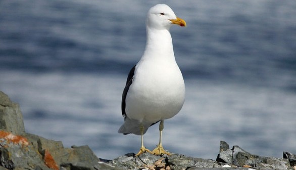 Kelp Gull