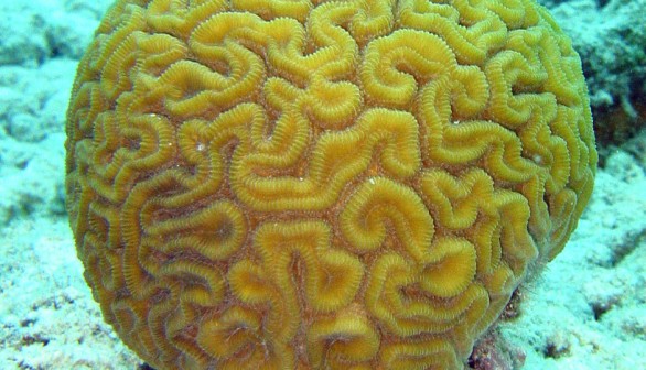 Brain coral (Diploria labyrinthiformis)