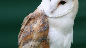 Common Barn Owl 