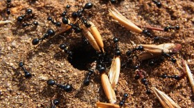 Ant Colony 