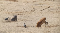 Animals Dig Waterholes