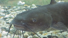 Catfish