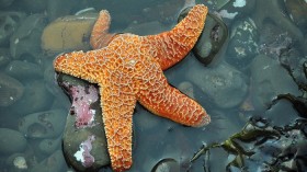 Starfish