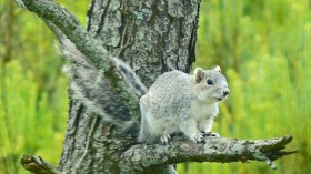 Delmarva Peninsula Fox Squirrel 