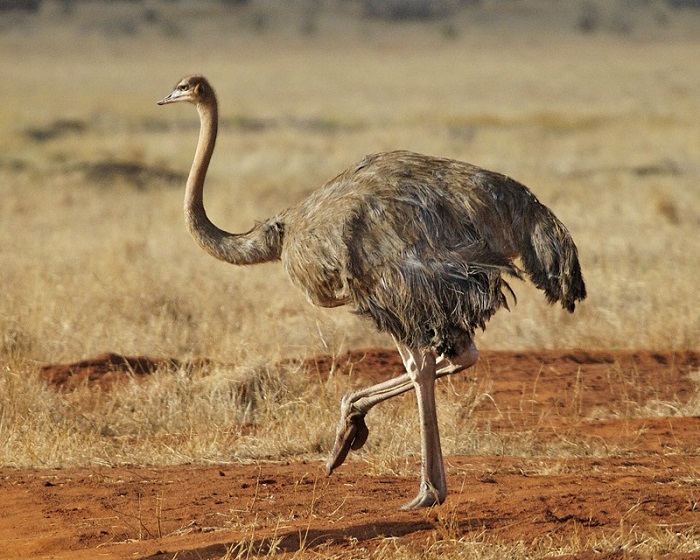 ostrich ankle
