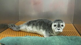 Penny the harbor seal 