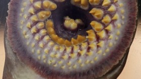 Sea lamprey