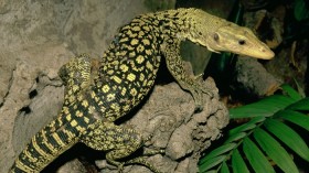 The Quince Monitor (Varanus melinus). Due to its colourfulness, this monitor lizard is a target species of the international pet trade.