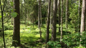 Swedish Forest 