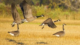 Flying Birds 