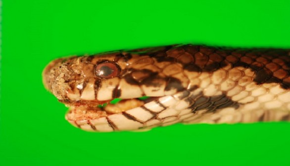 Infected Snake