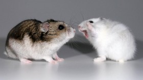 Aggressive Hamsters 