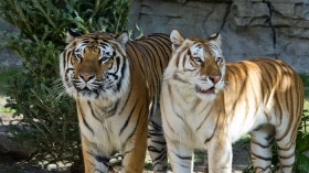 Tiger Couple 