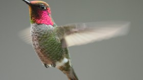 Hummingbirds 