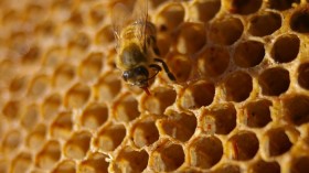 Beeswax