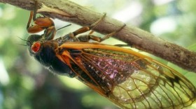 Cicada