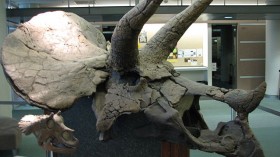 Juvenile and adult triceratops skulls — the juvenile skull is about the size of an adult human head