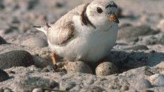 Piping Plover 