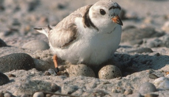 Piping Plover 