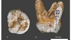 A molar from an early human