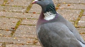 Pigeon 