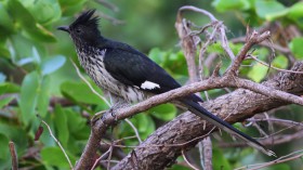 African Striped Cuckoo