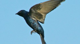 Male Purple Martin (Progne subis) - North Carolina