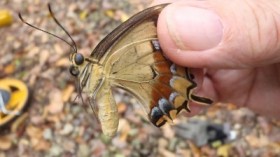 female Schaus swallowtail butterfly