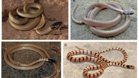 Persian Dwarf Snakes 