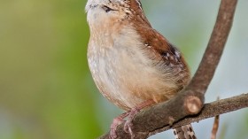 Carolina Wrens 