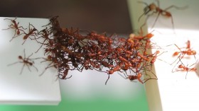 Ant Bridge