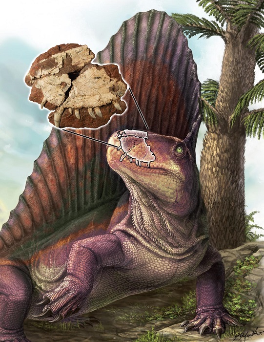 dinosaurs like dimetrodon