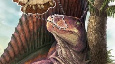 Dimetrodon borealis