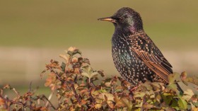 Starling 