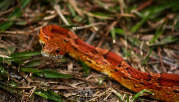 Corn Snake 