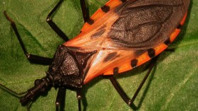 Kissing Bug 