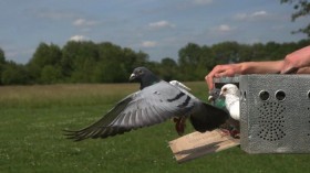 Pigeon Release 