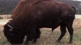 American Bison 